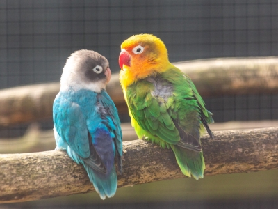 Agapornis  - De Zonnegloed - Dierenpark - Dieren opvangcentrum - Sanctuary